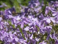 Garden Emerald Blue Creeping Phlox flower blossoms in the spring Royalty Free Stock Photo
