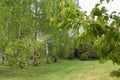 Garden enclosure with birches, lawn and ornamental trees