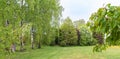 Garden enclosure with birches, lawn and ornamental trees