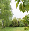 garden enclosure with birches, lawn and ornamental trees