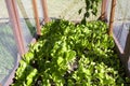 Garden enclosure to protect vegetables from small animals Royalty Free Stock Photo