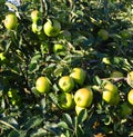 Apple orchard in Kent, the Garden of England, UK Royalty Free Stock Photo