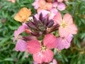 Garden erysimum