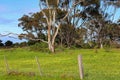 Garden with Eucalyptus pauciflora trees on green lawns with blue sky