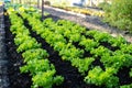 garden from farmers without farmers Concept of vegetable garden,kitchen and non-toxic food