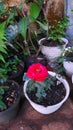 Natural Rose flower on pot in the garden