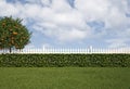 Garden with fence and hedge