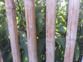 garden fence Made Of Bamboo to protect plants