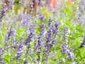 Garden field of lavender flowers Royalty Free Stock Photo