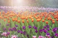 The garden field with tulips of various bright rainbow color petals, beautiful bouquet of colors in daylight in ornamental garden