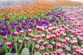 Garden field tulips of various bright rainbow color petals, beautiful bouquet of colors in daylight in ornamental garden Royalty Free Stock Photo