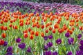 The garden field with tulips of various bright rainbow color petals, beautiful bouquet of colors in daylight in ornamental garden Royalty Free Stock Photo