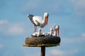 Garden figures made of artificial materials in the form of a family of storks in a nest against Royalty Free Stock Photo