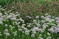 A garden filled with blooming Pink Moon Allium flowers in front of spent Purple Coneflowers Royalty Free Stock Photo
