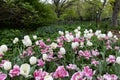 Colorful Tulips and Flowers during Spring in a Central Park Garden in New York City Royalty Free Stock Photo