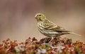 Garden finch Serinus serinus Royalty Free Stock Photo