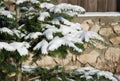 Snowy fir branches n the morning