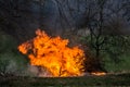 flames with smoke, burning tree waste at countryside Royalty Free Stock Photo