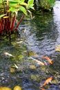 Garden fish pond