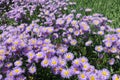 Garden fleabane with lots of violet flowers Royalty Free Stock Photo