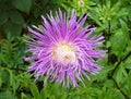 Garden flower - Aster needle