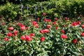 Garden Flower Bed With Blooming Red Roses Royalty Free Stock Photo