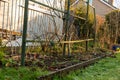 A garden flower bed with old dying plants in winter with frost on the ground Royalty Free Stock Photo