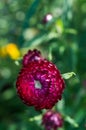 Garden flower.