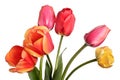 Garden Flower bouquet. Tulips isolated on a white background Royalty Free Stock Photo