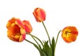 Garden Flower bouquet. Tulips isolated on a white background Royalty Free Stock Photo