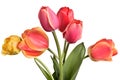 Garden Flower bouquet. Tulips isolated on a white background Royalty Free Stock Photo