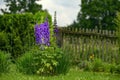 Garden flower. Consolida ajacis