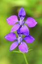 Garden flower Consolida regalis