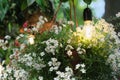 garden flower decor with hanging flowerpot and lamp. small white flowers. country gardening, backyard decor with plants Royalty Free Stock Photo