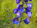 Garden Flower Delphinium Purple