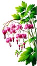 Garden flower. Dicentra flowers, watercolor illustration.Botanical bouquet on white background