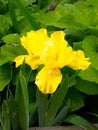 garden flower dwarf iris yellow