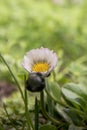 A garden flower with green background