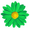 Garden flower green yellow daisy on white background. Close-up. Macro. Element of design