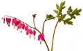 Garden flower - Lamprocapnos spectabilis - bleeding heart Royalty Free Stock Photo