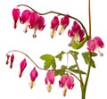 Garden flower - Lamprocapnos spectabilis - bleeding heart Royalty Free Stock Photo