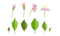 Garden Flower and Leaf Growth Stages, Pink Flower Flourish Process Vector Illustration