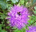 Garden flower - lilac aster