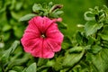 Garden flower red color close up in summer