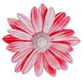 Garden flower red pink daisy isolated on white background. Close-up. Macro. Element of design