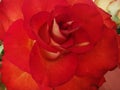 Garden flower rose ring Royalty Free Stock Photo