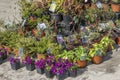 Garden flower seedlings in plastic pots Royalty Free Stock Photo