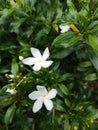 Garden Flower, Small Flower, Beautiful white suitable for house fence