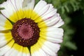 Garden flower stamen, pistil, close up, yellow, white petals Royalty Free Stock Photo