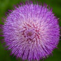 The Garden Flower Taken by macro lens with green background